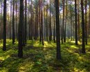 Zakaz wstępu na tereny leśne