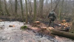  Nielegalna wycinka drzew w okolicy Wieliszewa. Strażnicy szacują szkody.