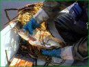 Tarło ryb na Mazowszu – działania straży rybackiej